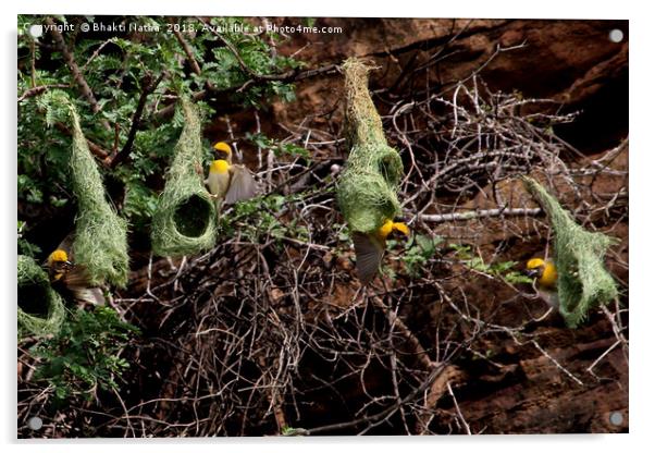 Baya Weaver Bird nest colony  Acrylic by Bhakti Natha