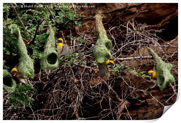 Baya Weaver Bird nest colony  Print by Bhakti Natha