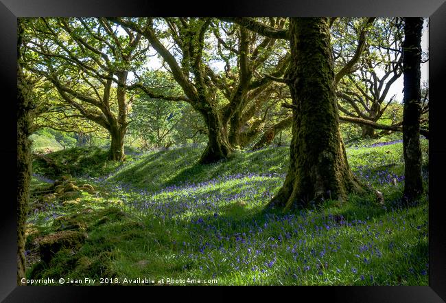 Bluebell Woods Framed Print by Jean Fry