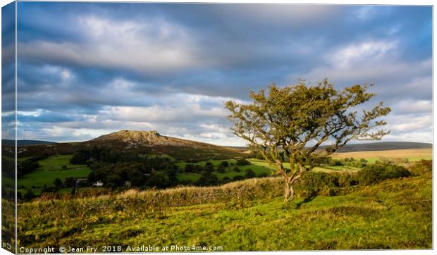 Sheeps Tor and Hawthorn. Late afternoon. Canvas Print by Jean Fry