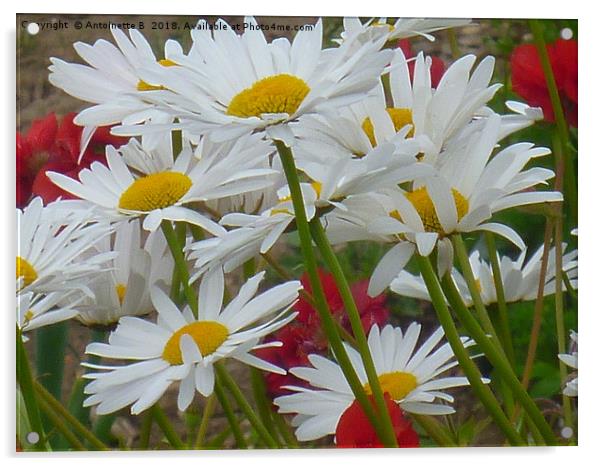 Marguerites Acrylic by Antoinette B
