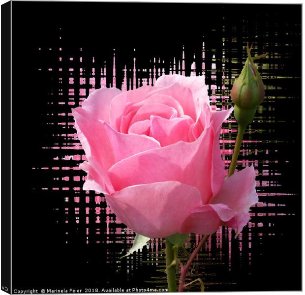 pink rose splash Canvas Print by Marinela Feier