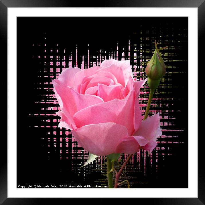 pink rose splash Framed Mounted Print by Marinela Feier