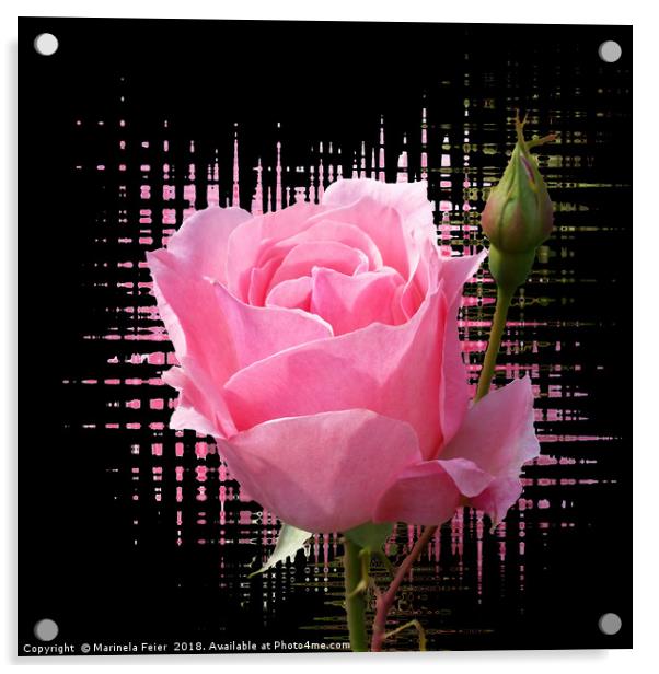 pink rose splash Acrylic by Marinela Feier