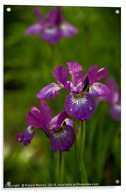 Siberian Iris Acrylic by Robert Murray