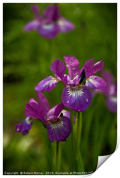 Siberian Iris Print by Robert Murray