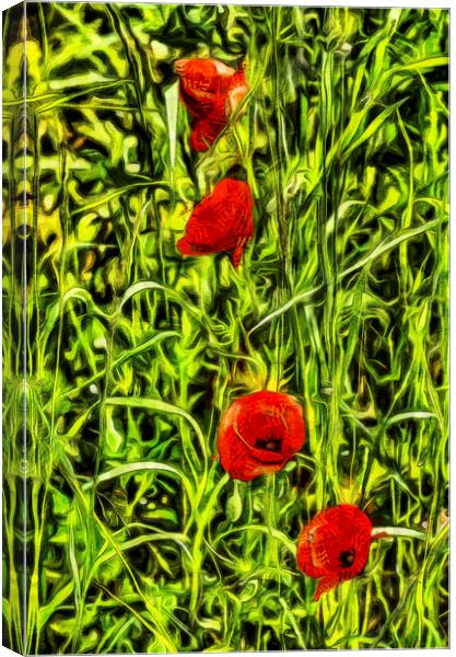 Van Gogh Poppys Canvas Print by David Pyatt