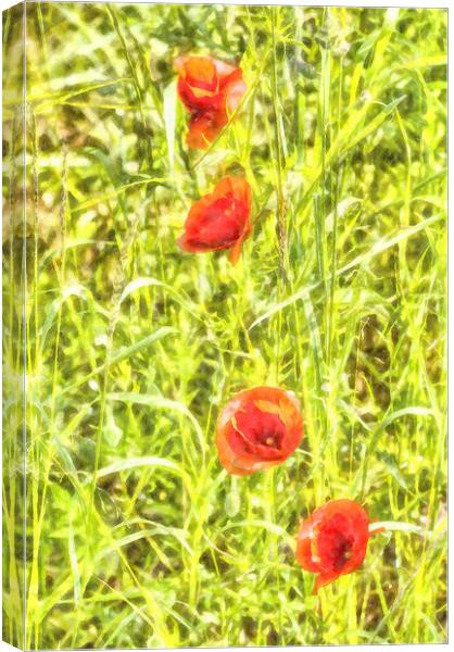 Poppy Watercolour Art Canvas Print by David Pyatt