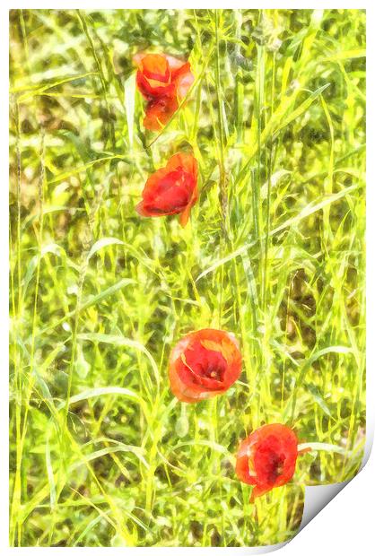 Poppy Watercolour Art Print by David Pyatt