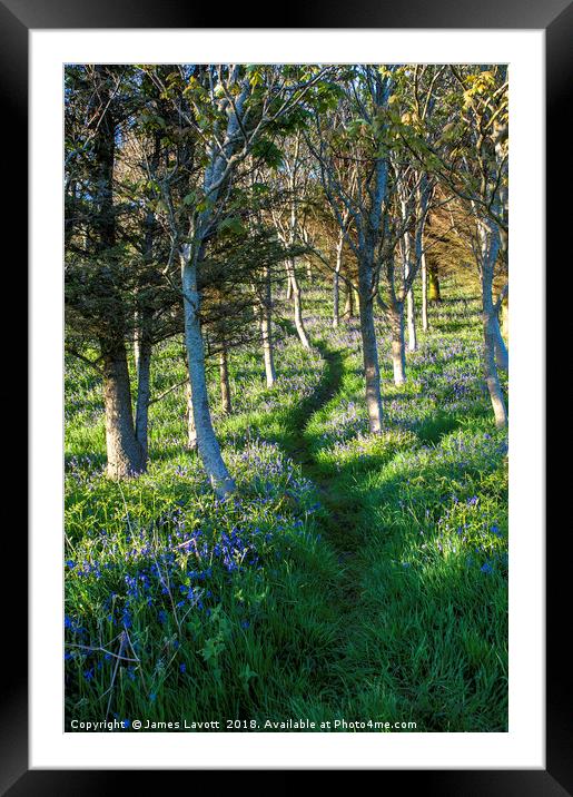 Bluebell Path Portrait Framed Mounted Print by James Lavott