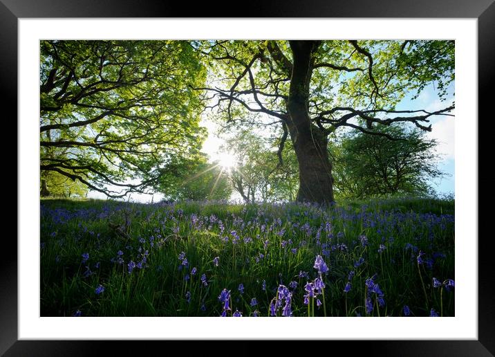 Late afternoon Bluebells Framed Mounted Print by Kevin Arscott