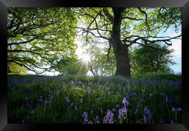 Late afternoon Bluebells Framed Print by Kevin Arscott