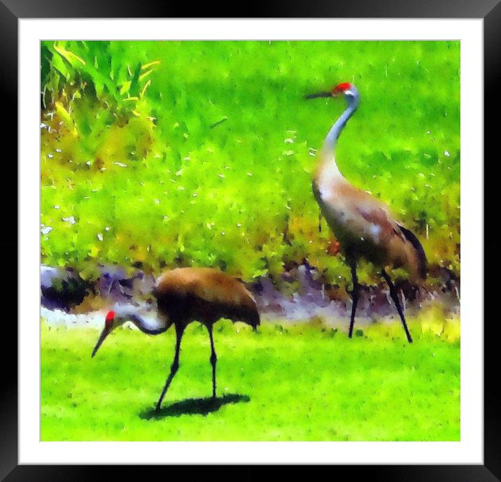 sandhill cranes Framed Mounted Print by dale rys (LP)