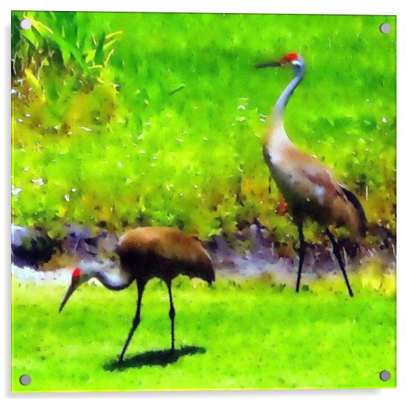 sandhill cranes Acrylic by dale rys (LP)