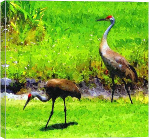 sandhill cranes2 Canvas Print by dale rys (LP)