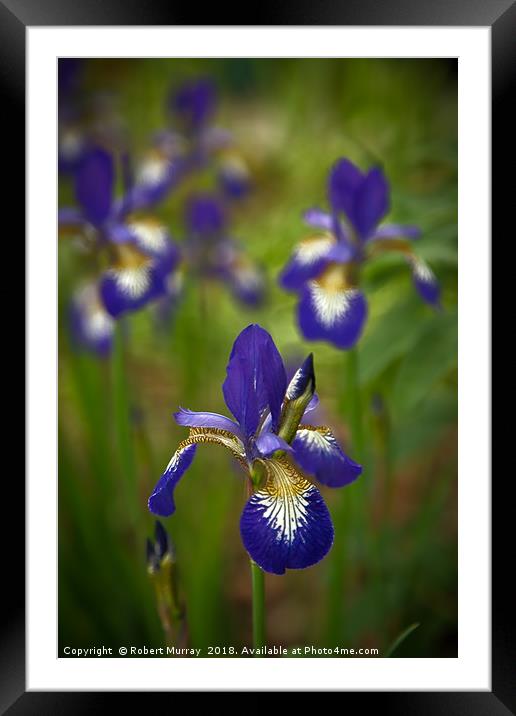 Blue Iris Framed Mounted Print by Robert Murray