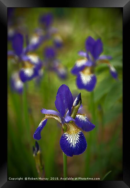 Blue Iris Framed Print by Robert Murray
