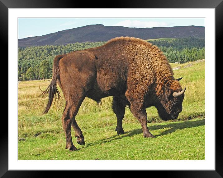 He's A Big Lad! Framed Mounted Print by Jacqi Elmslie