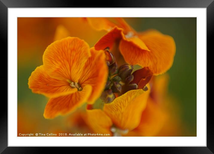Orange Blossom Wallflower Framed Mounted Print by Tina Collins