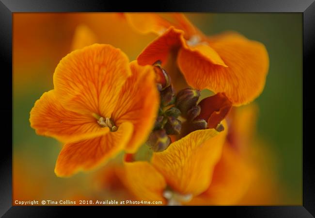 Orange Blossom Wallflower Framed Print by Tina Collins