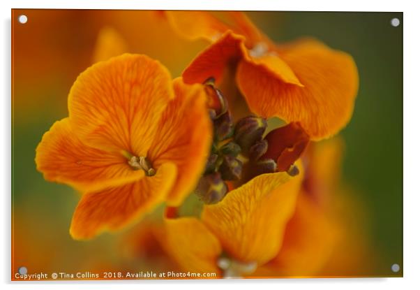 Orange Blossom Wallflower Acrylic by Tina Collins