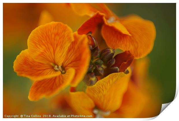 Orange Blossom Wallflower Print by Tina Collins