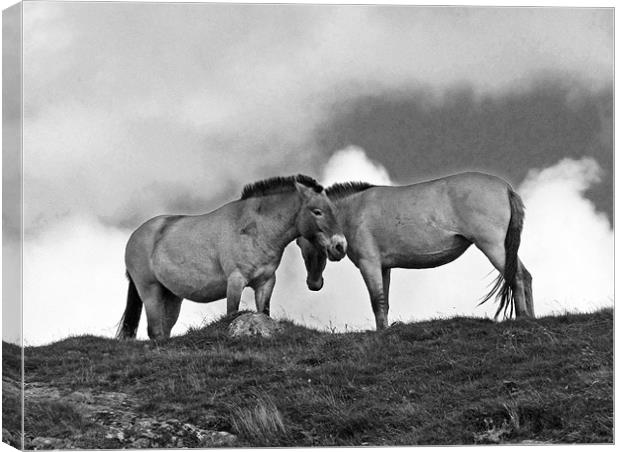 Przewalski Horses in the Highlands of Scotland Canvas Print by Jacqi Elmslie