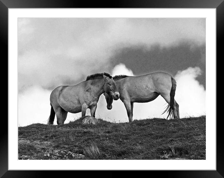 Przewalski Horses in the Highlands of Scotland Framed Mounted Print by Jacqi Elmslie