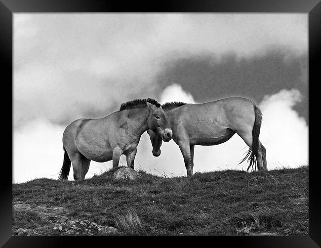 Przewalski Horses in the Highlands of Scotland Framed Print by Jacqi Elmslie