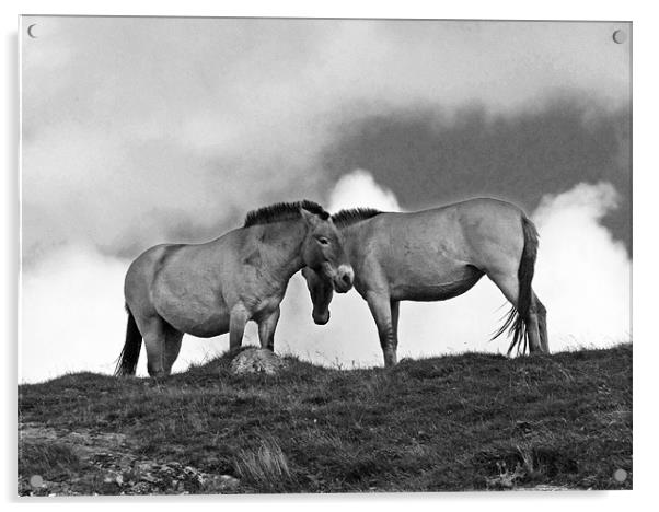 Przewalski Horses in the Highlands of Scotland Acrylic by Jacqi Elmslie