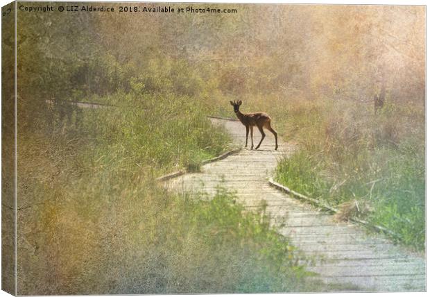 Daydream Deer Canvas Print by LIZ Alderdice