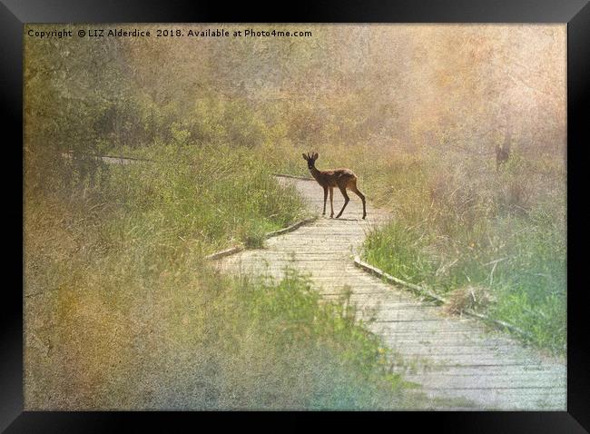 Daydream Deer Framed Print by LIZ Alderdice