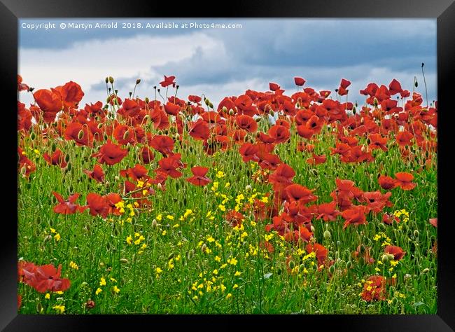 Painterly Poppies Framed Print by Martyn Arnold