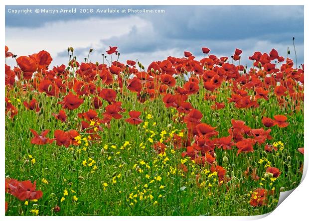 Painterly Poppies Print by Martyn Arnold