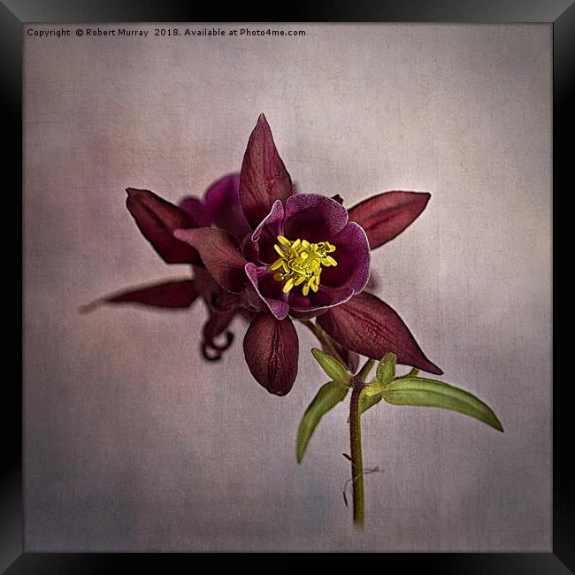 Columbine Framed Print by Robert Murray