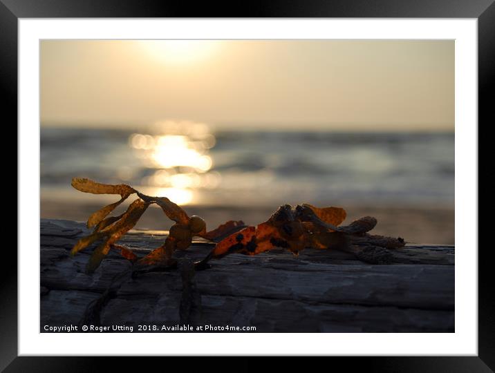 Seaweed on Driftwood Framed Mounted Print by Roger Utting