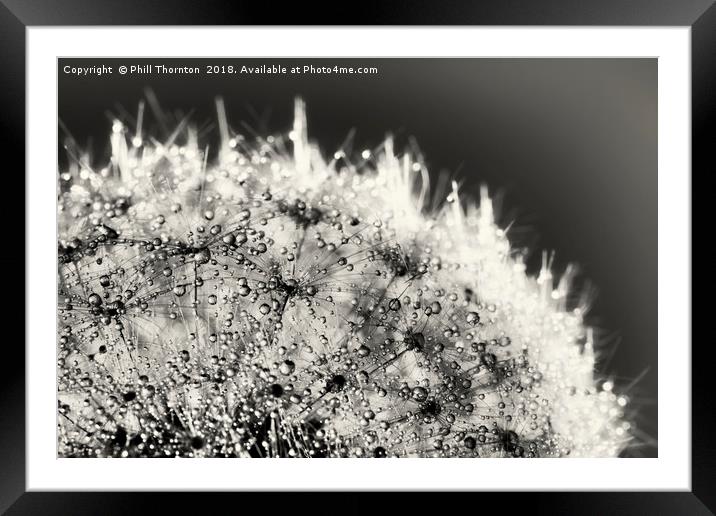 Abstract close up of a Dandelion head, with dew Framed Mounted Print by Phill Thornton