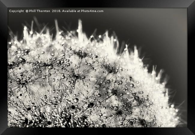 Abstract close up of a Dandelion head, with dew Framed Print by Phill Thornton