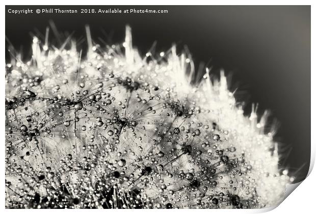 Abstract close up of a Dandelion head, with dew Print by Phill Thornton