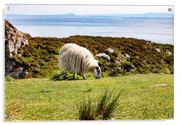 Mature sheep grazing in field near ocean  Acrylic by Thomas Baker