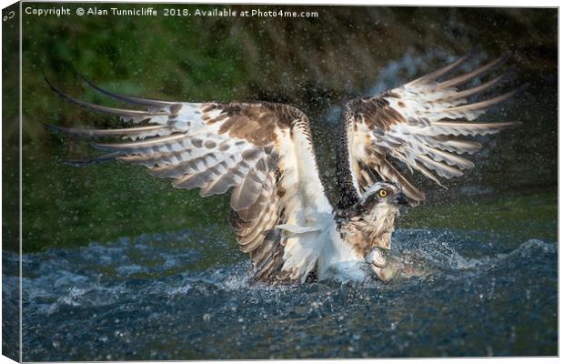 Osprey with catch Canvas Print by Alan Tunnicliffe