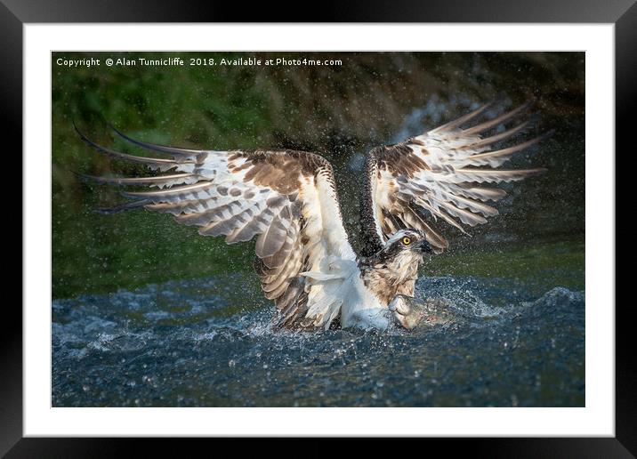 Osprey with catch Framed Mounted Print by Alan Tunnicliffe