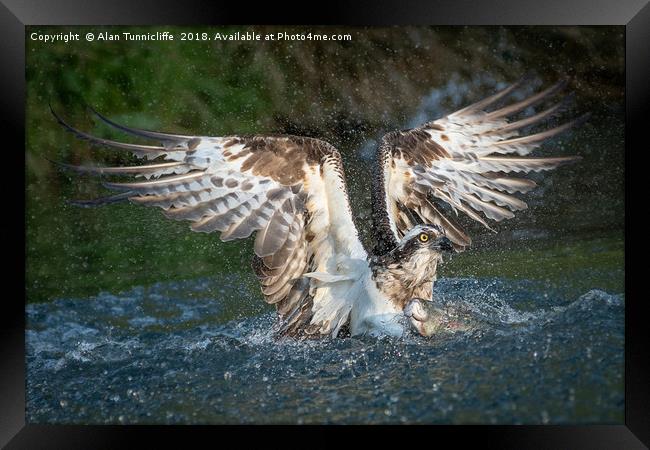 Osprey with catch Framed Print by Alan Tunnicliffe