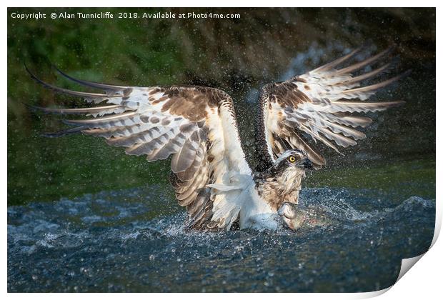 Osprey with catch Print by Alan Tunnicliffe