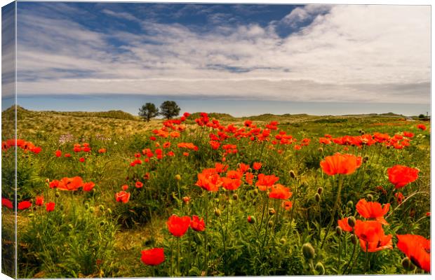The Bamburgh Poppies Canvas Print by Naylor's Photography