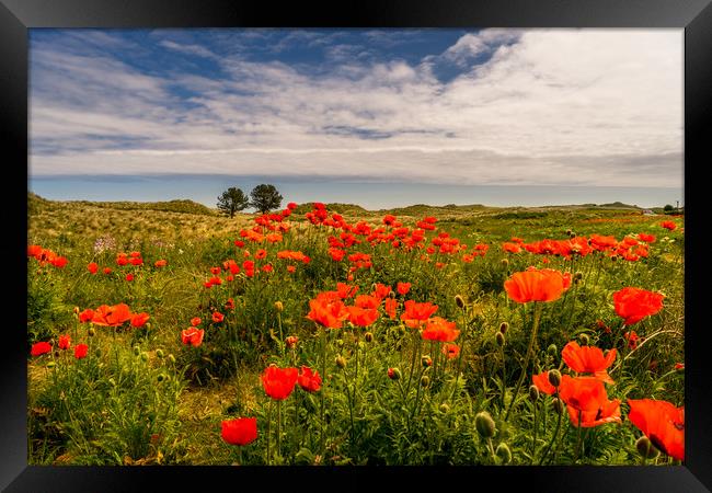 The Bamburgh Poppies Framed Print by Naylor's Photography