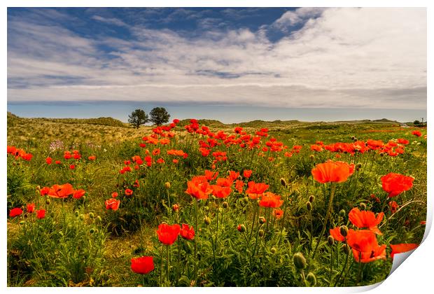 The Bamburgh Poppies Print by Naylor's Photography