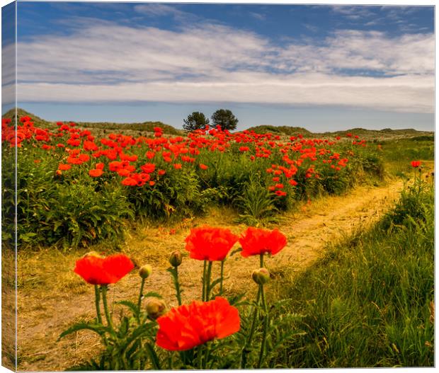 Pathway to the Poppies Canvas Print by Naylor's Photography