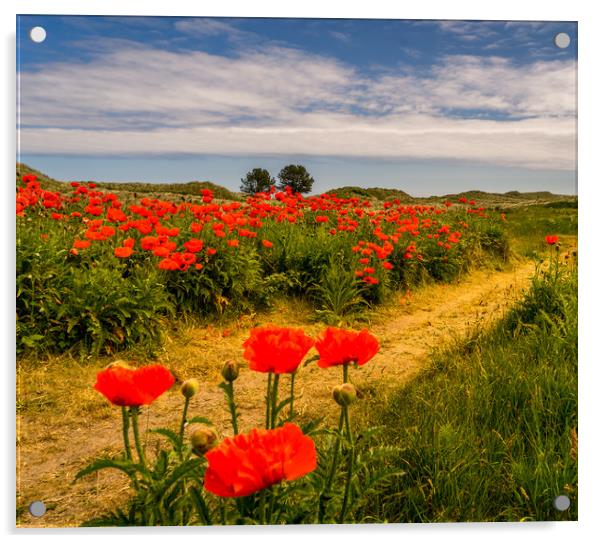 Pathway to the Poppies Acrylic by Naylor's Photography