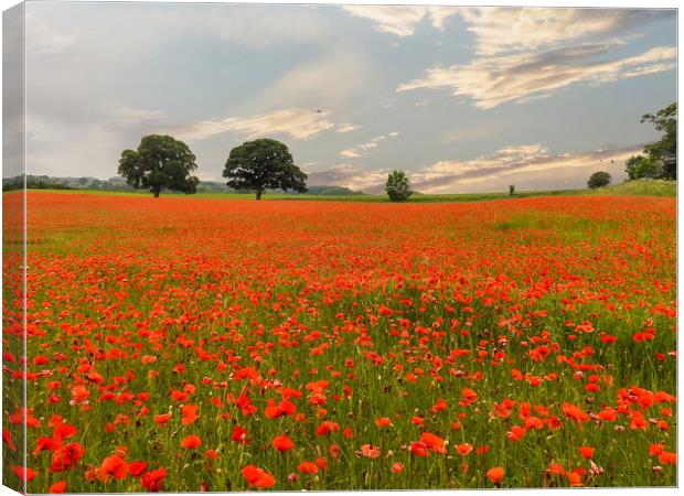 Flowers of Remembrance Canvas Print by John Ellis